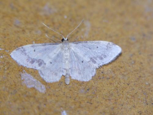 Idaea trigeminata